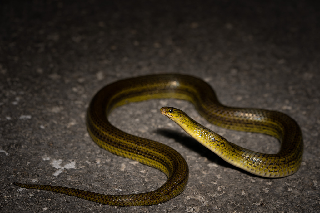 Sakishima Green Snake