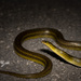Sakashima Green Snake - Photo (c) asimov0803, some rights reserved (CC BY-NC)