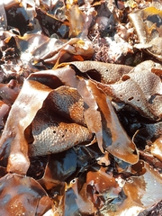 Mazzaella laminarioides