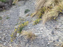 Senecio sterquilinus