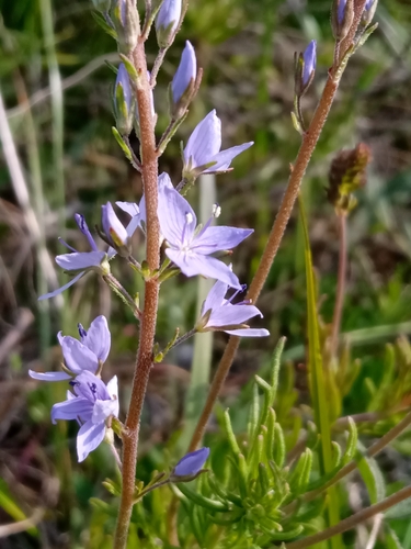 Austrian Speedwell