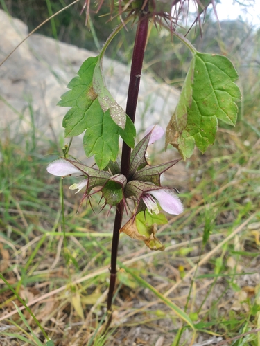 Moluccella spinosa, photograph 3