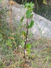 Moluccella spinosa, photograph (c) Mitch Van Dyke, some rights reserved (CC BY)