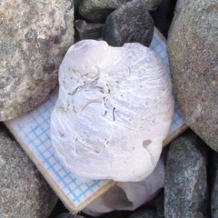 Sigapatella novaezelandiae