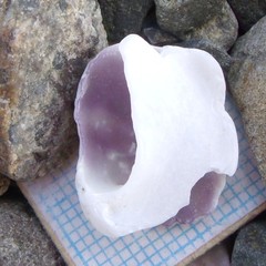 Sigapatella novaezelandiae