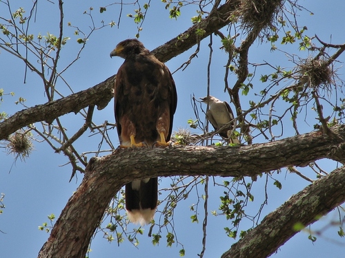 Northern Mockingbird (Mimus polyglottos), photo 5