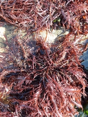 Chondracanthus chamissoi