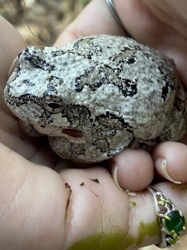Gray Treefrog photographed in Rhode Island