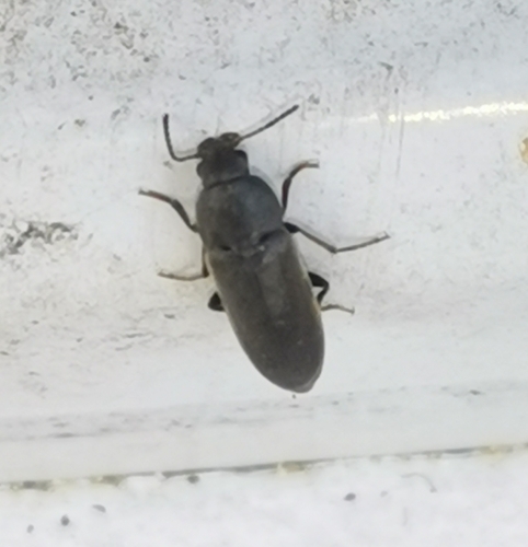 Xylita laevigata