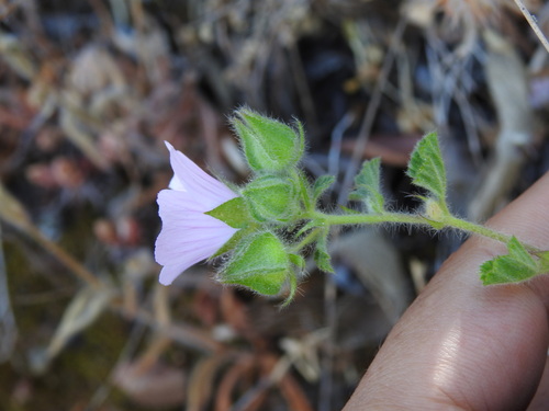 Image of Malva hispanica by (c) Duarte Frade, some rights reserved (CC BY)