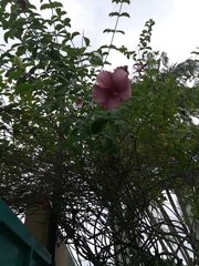 Allamanda blanchetii