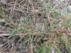 Suaeda novae-zelandiae