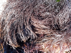 Gracilaria chilensis
