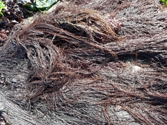 Gracilaria chilensis