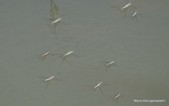 Aquarius adelaidis