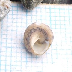 Coelotrochus chathamensis