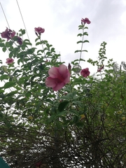 Allamanda blanchetii