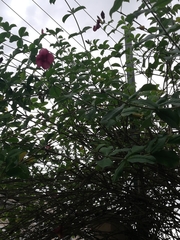 Allamanda blanchetii