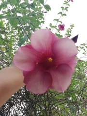 Allamanda blanchetii