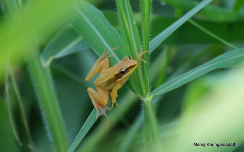 Hylarana urbis