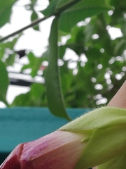 Allamanda blanchetii