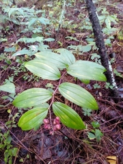 Maianthemum paniculatum