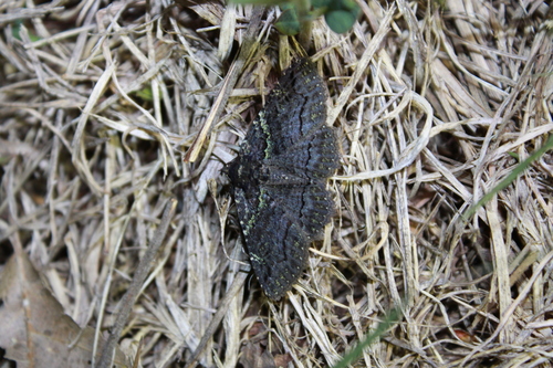 Green-dusted Zale Moth photo 3