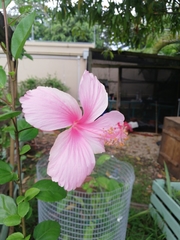 Hibiscus rosa-sinensis