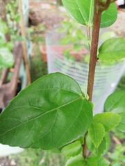 Hibiscus rosa-sinensis