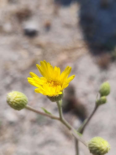 Image of Mexican Arnica (Heterotheca inuloides) by (c) Abraham Sánchez Romero, some rights reserved (CC BY)