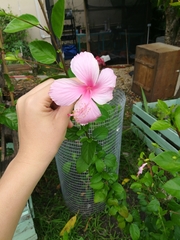 Hibiscus rosa-sinensis