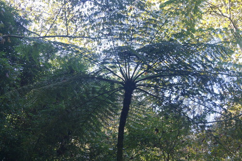 Cyathea bicrenata, 2018-10-31