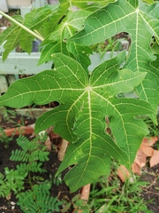 Carica papaya