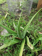 Aloe vera