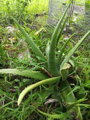 Aloe vera
