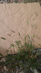 Setaria viridis viridis