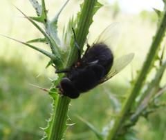 Calliphora quadrimaculata