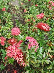Ixora coccinea