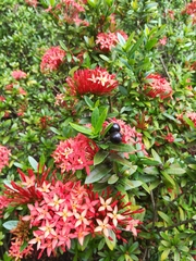 Ixora coccinea