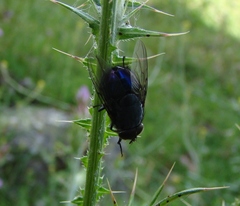 Calliphora quadrimaculata