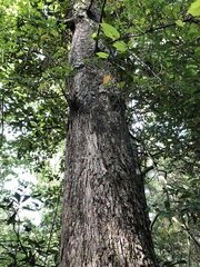 Quercus austrina