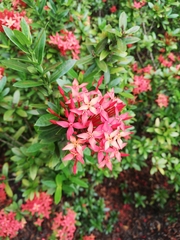 Ixora coccinea