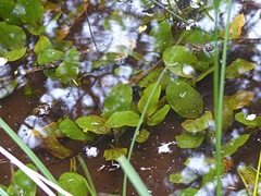 Potamogeton suboblongus