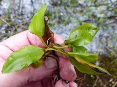 Potamogeton suboblongus