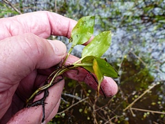 Potamogeton suboblongus