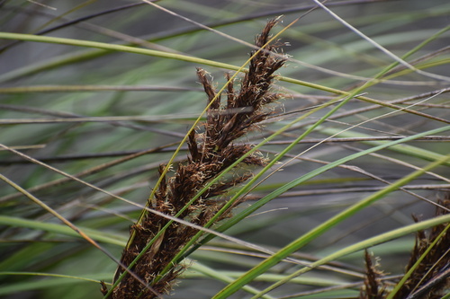 Gahnia beecheyi H.Mann