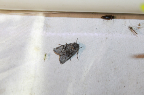 Snaky Arches Moth photo 3