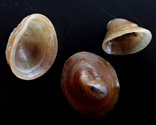 Blue-rayed Limpet