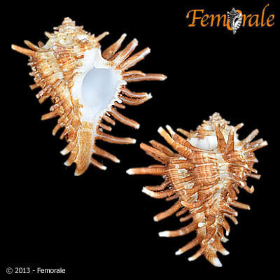 Homalocantha