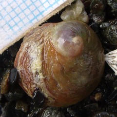 Sigapatella novaezelandiae